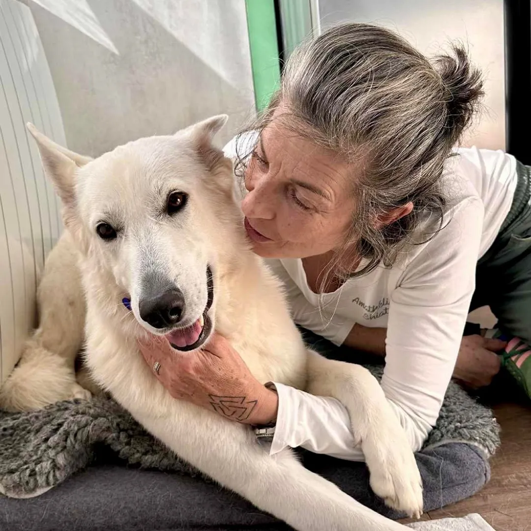 Sitemapcdatahttpsfoowindecoocomspa Beaune Chien A Adopternull